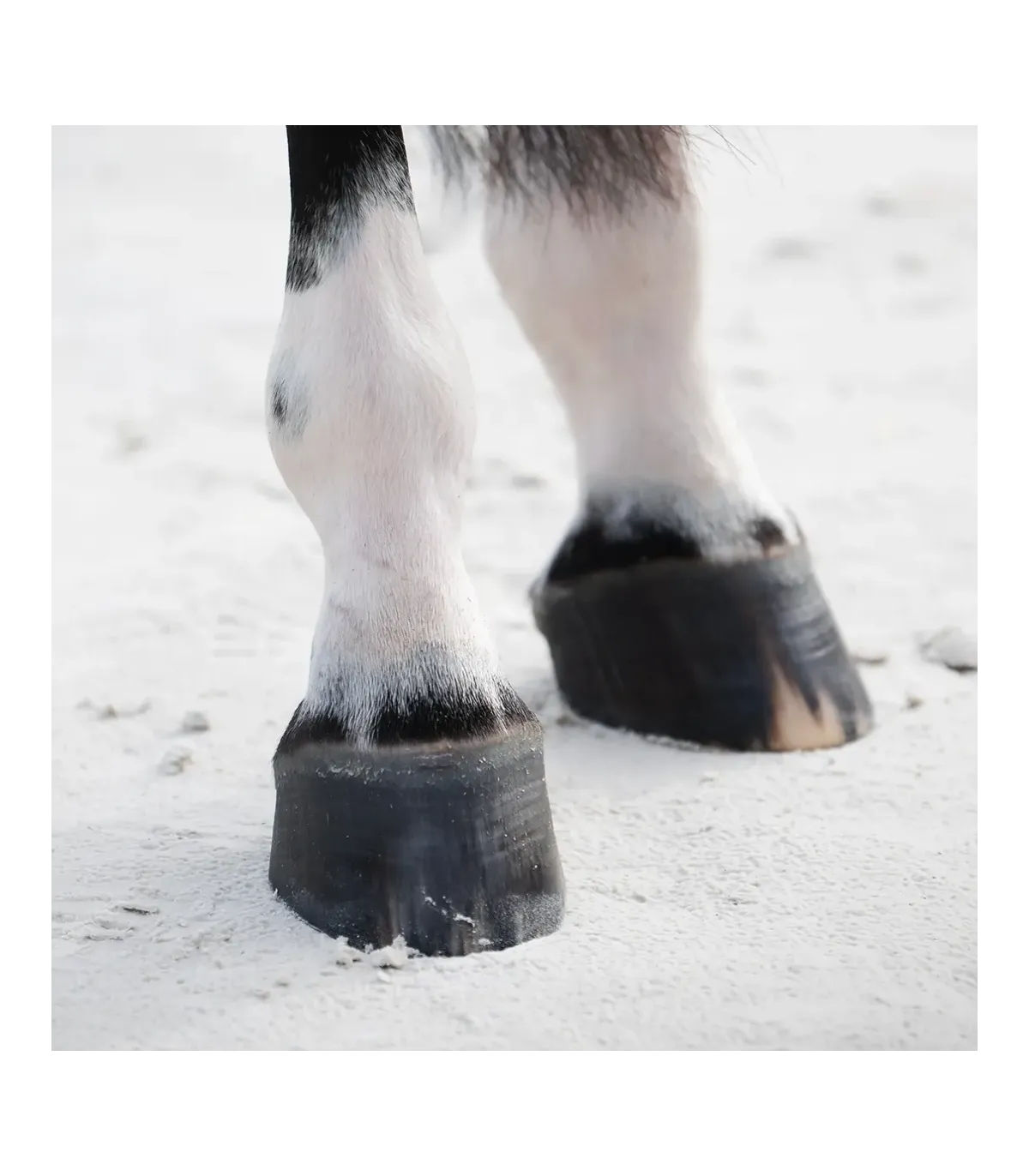 Profesjonalna regeneracja kopyta - Hoof Expert Hoof Oil 400ml + Regenerum 1000g