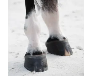 Biotin Forte 1800g kompleksowe wsparcie kondycji kopyt