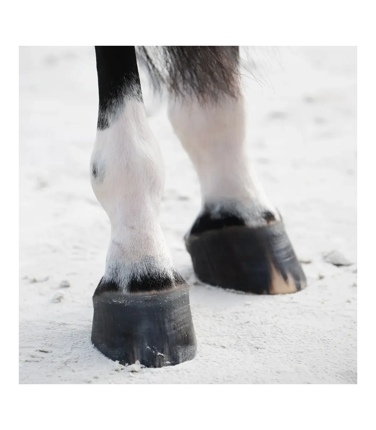 Biotin Forte 1800g kompleksowe wsparcie kondycji kopyt