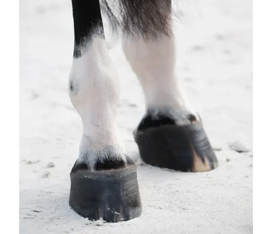 Biotin Forte 500g kompleksowe wsparcie kondycji kopyt