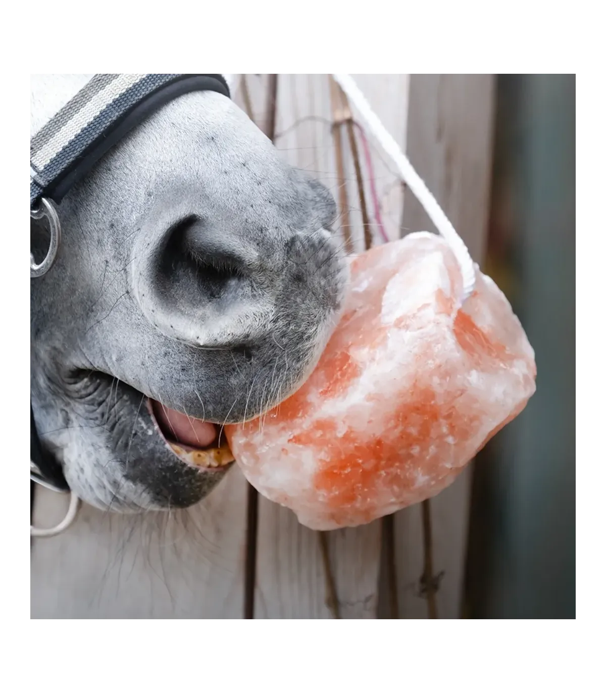 Sól himalajska Show naturalne źródło minerałów 0,8 - 1,5 kg Show Himalayan Salt
