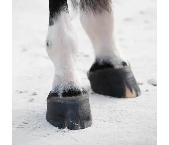 Wiosenna Regeneracja Muscle Endurance + Hoof Expert Hydration 15% TANIEJ